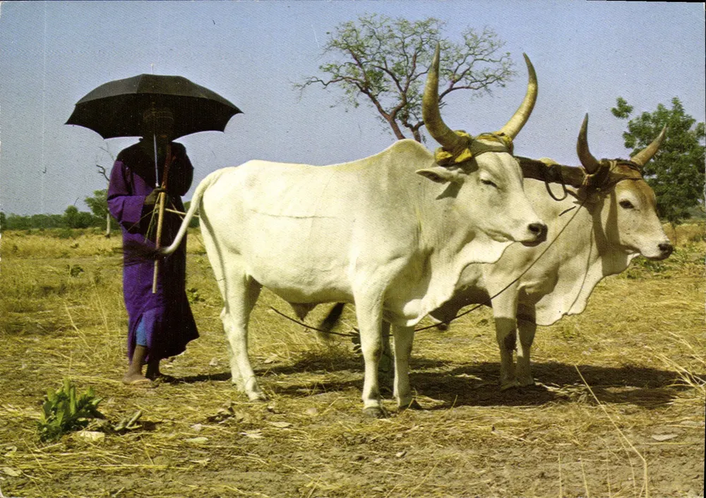 Pecuarista Pular — Pastor — Edição África do Norte, n°221 - Frente