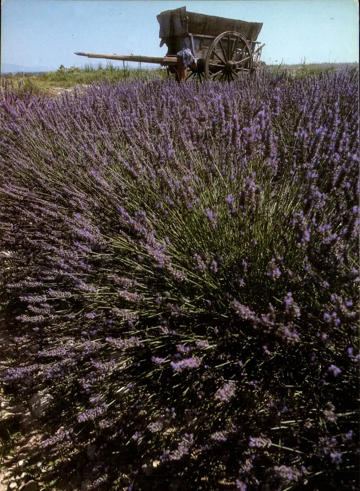Lavanda na Provência — Edições Photogly 440, série AC 49 - Frente