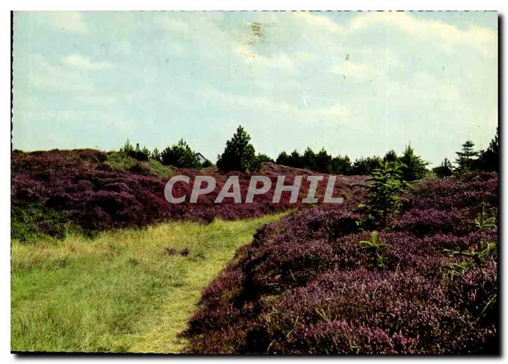 Campo de brejo em flor — paisagem natural — Stendens Forlag, Fåreldsborg - Frente
