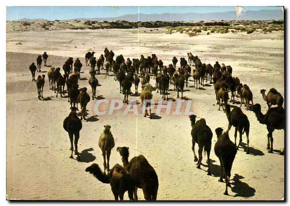 Camelo no deserto — Argélia — Sociedade Nacional de Edição e Difusão - Frente
