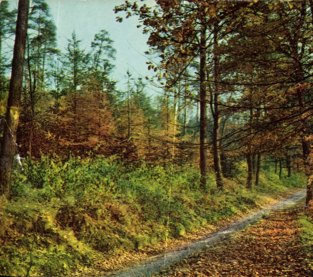 Floresta de outono — caminho cercado de folhas — editor Kedate - Frente