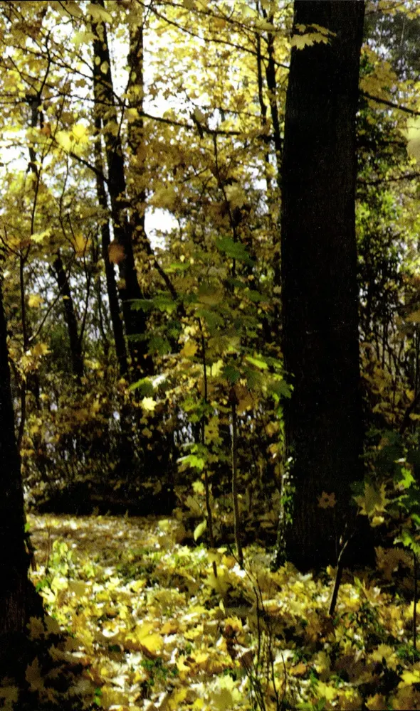 Herbstwald — Ansicht der Forêt de Rocroi — Antike Ansichtskarte 2892 - Vorderseite