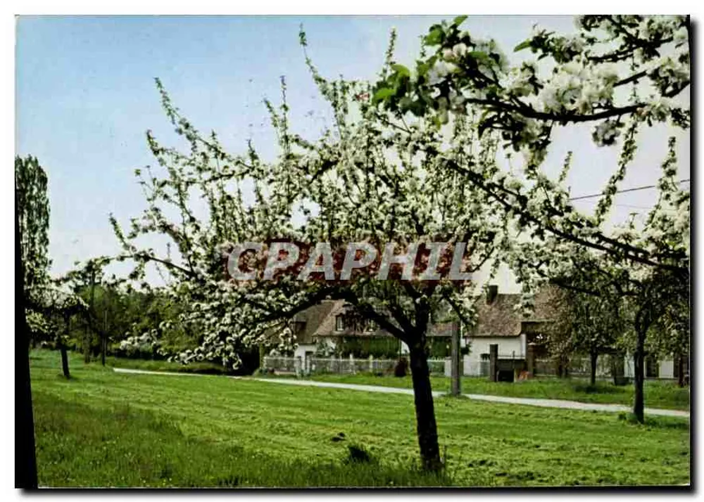 Paisagem de primavera com cerejeiras em flor — Notre belle Normandie (foto J. Alix) — n°145 - Frente