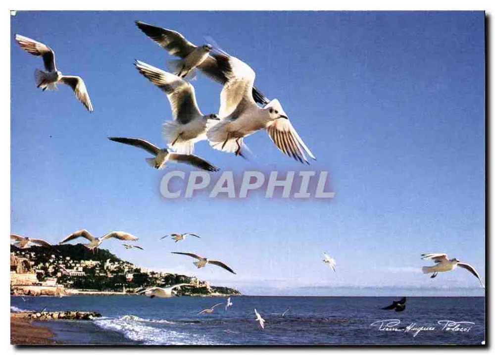 Gruppe von Möwen im Flug — Côte d'Azur — Pierre-Hugues Polacci, Ref. 1/370 - Vorderseite