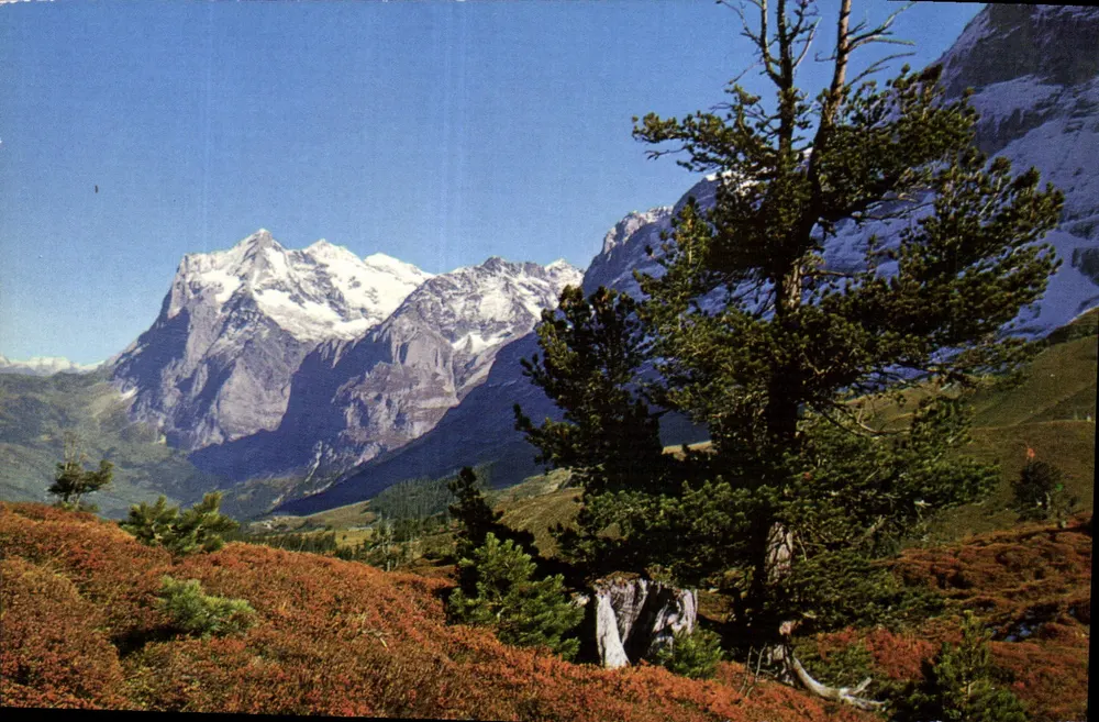 Kleine Scheidegg, Wetterhorn — vista alpina — Verlag Walter Schild, Interlaken n°3027 - Frente