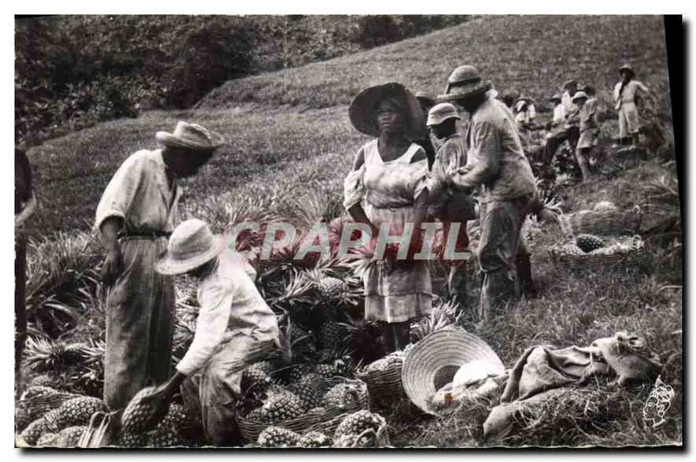 Gros-Morne — Die Ananas-Ernte — Foto von Pierre Milo, Fort-de-France - Vorderseite