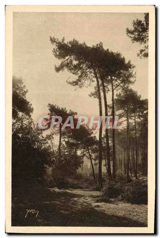 Die Reize der Côte d'Argent — Silhouetten von Kiefern in der Winterstadt — Künstleredition YVON, Paris - Vorderseite