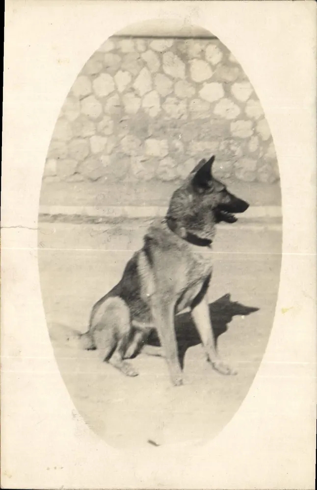 Cão pastor alemão — retrato em ovale — carta postal - Frente
