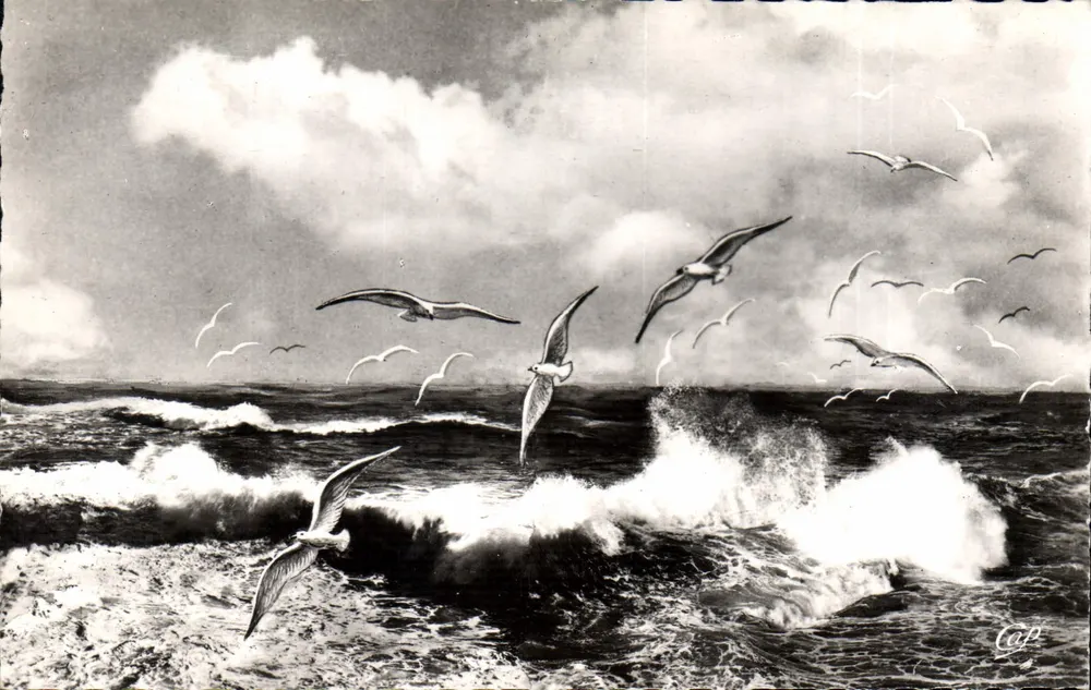 Deauville - Trouville — Flug der Möwen über das Meer — C.A.P., Paris - Vorderseite