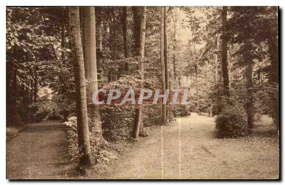 Las — ścieżka między drzewami — wydawca nieznany - Awers