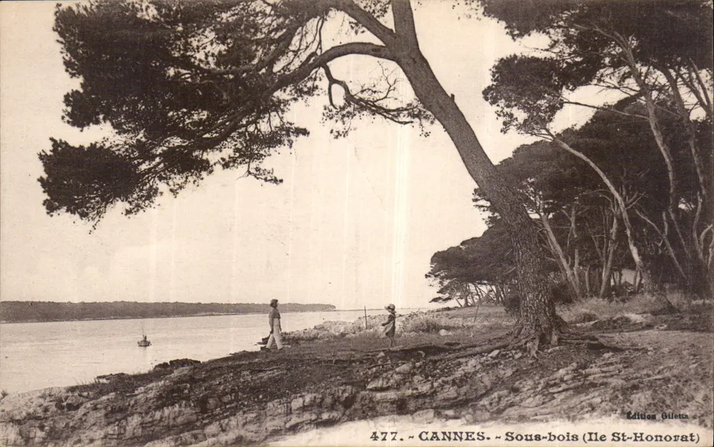 CANNES - Sous-bois (Ile St-Honorat) — Edição Giletta n°477 - Frente