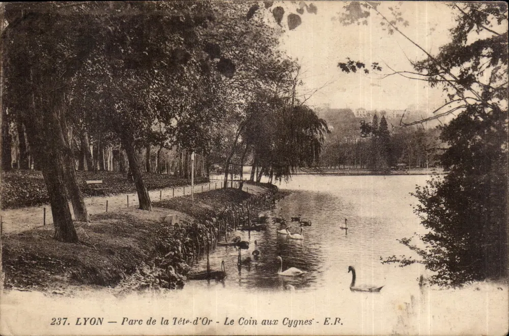 LYON — Parc de la Tête-d'Or — Le Coin aux Cygnes — E.R.P. Nr. 237 - Vorderseite