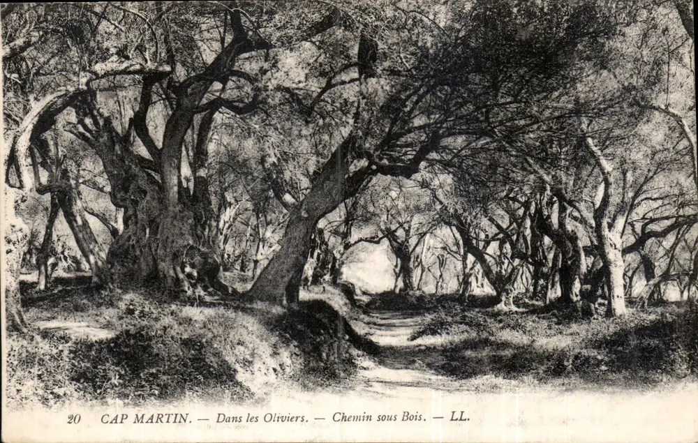 Cap Martin — Dans les Oliviers — Chemin sous Bois — LL. — n°20 - Recto