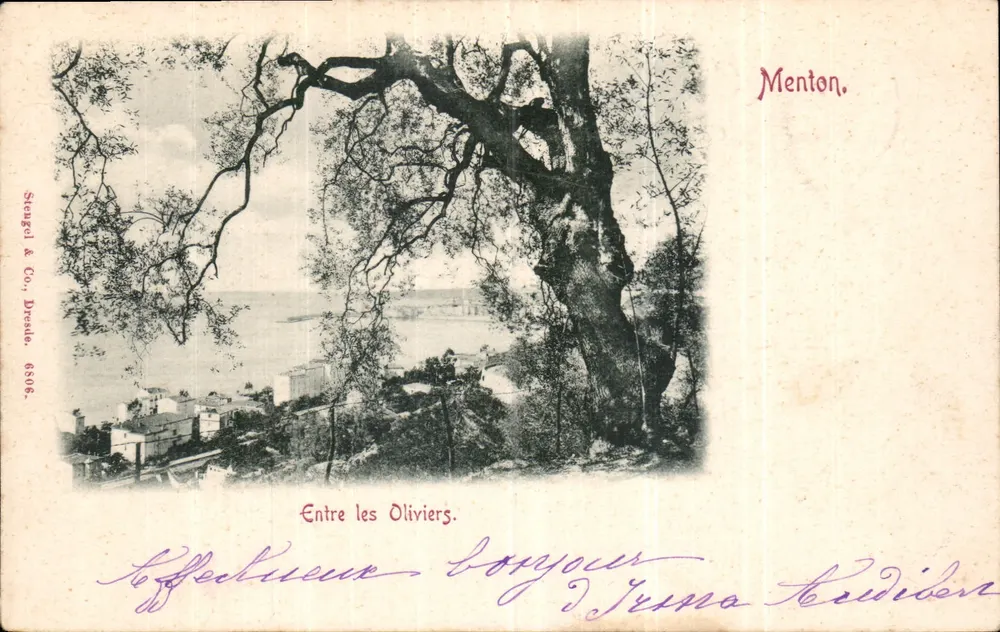 Entre os Oliveiras — Menton — Steugel & Co., Dresden, n° 6806 - Frente