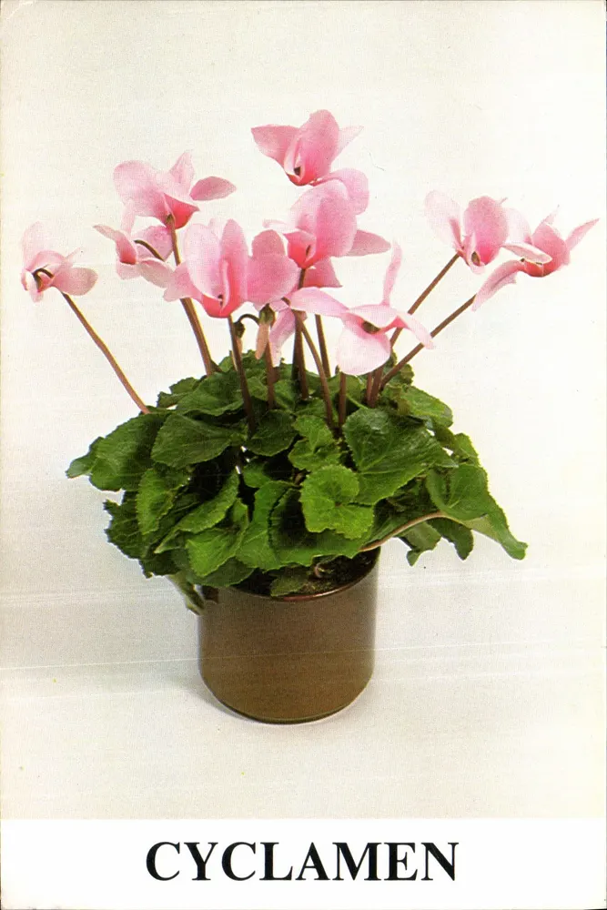 Ciclameno — planta em vaso — Interflora - Frente