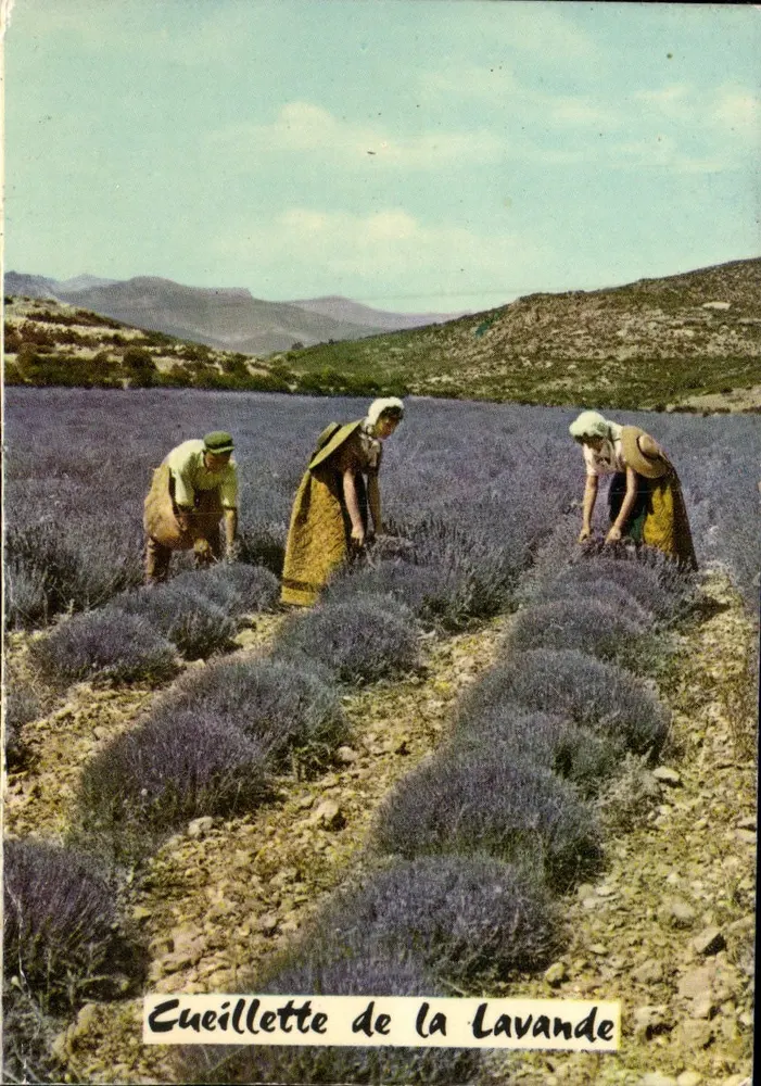 Colheita da lavanda — Castellane — Edições Photoguay, Nice - Frente