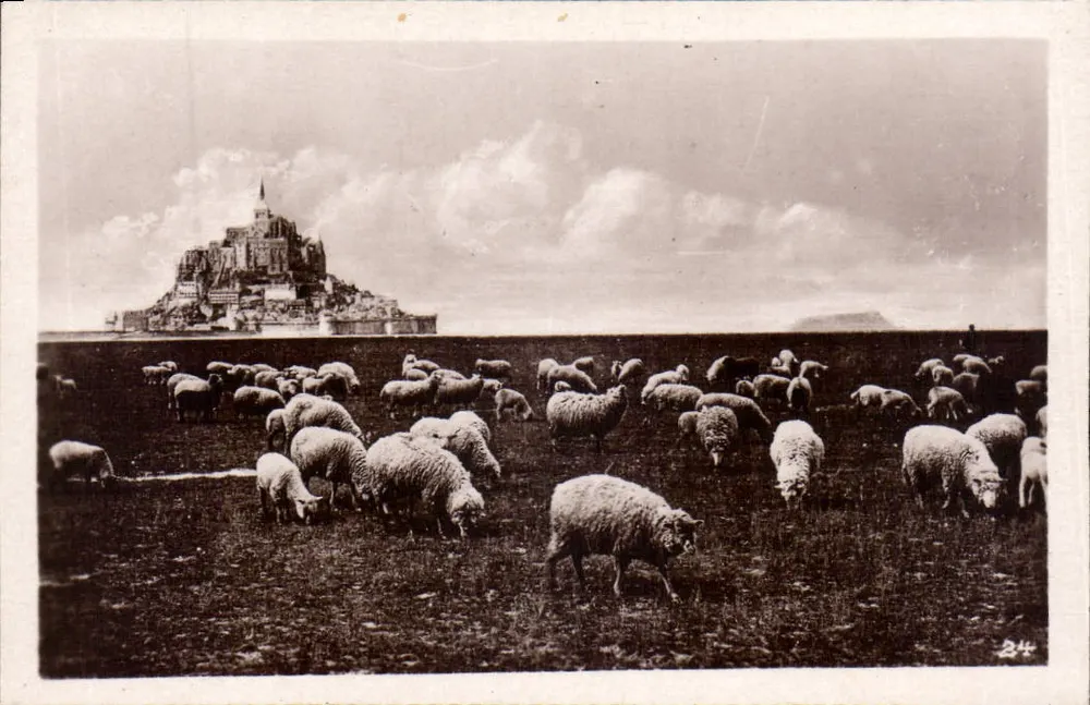 Mont-Saint-Michel — Grèves und salzige Wiesen — unbekannter Verleger, Nr. 24 - Vorderseite