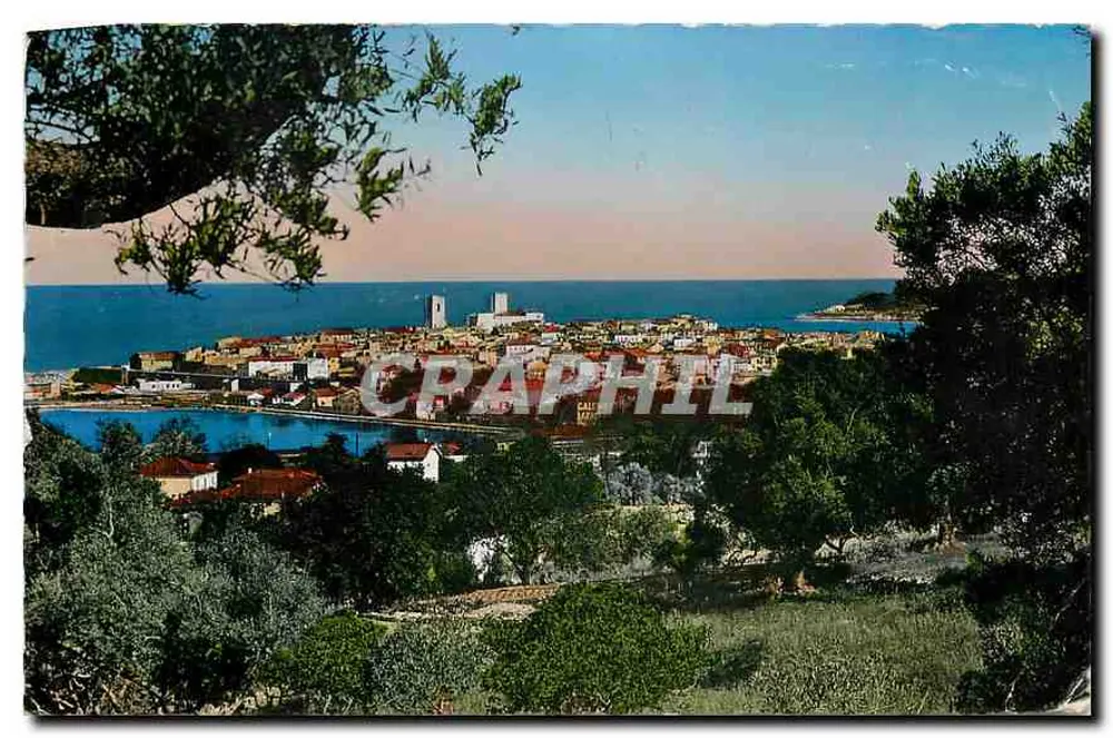 Antibes — Vue générale à travers les oliviers — Éditions S.E.P.T. - Reproduction Interdite - Recto