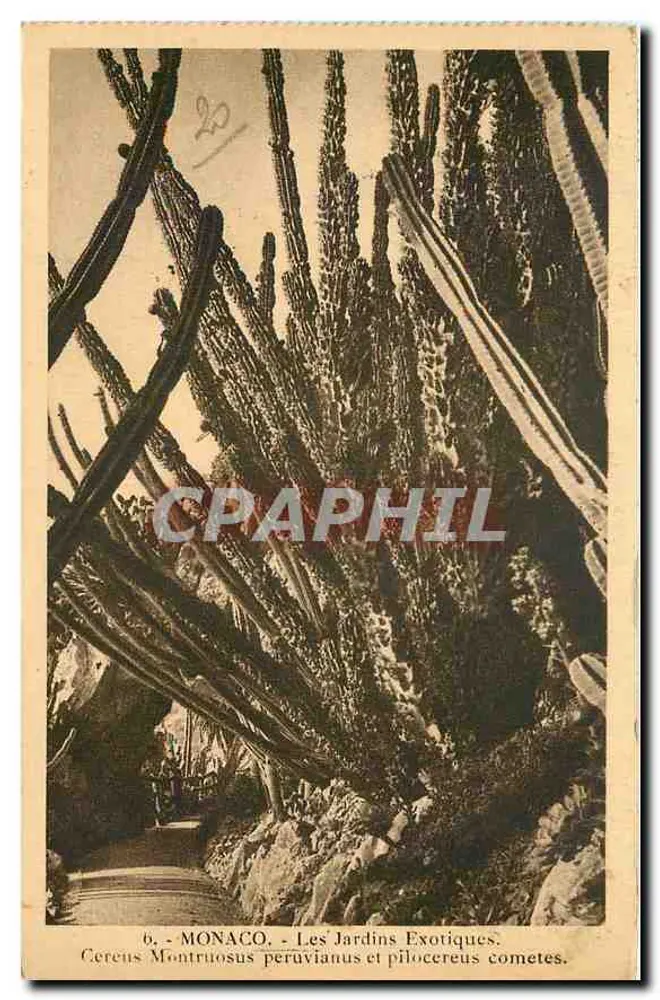 Monaco - Die Exotischen Gärten — Cereus Monstruosus und Pilocereus Cometes — Ausgabe La Bologne - Vorderseite