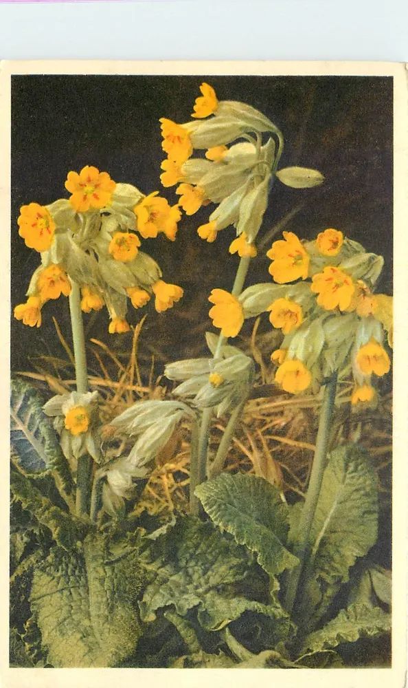 Primula veris — Echte Schlüsselblume — Gyger & Klopfenstein, n° 2257 - Frente