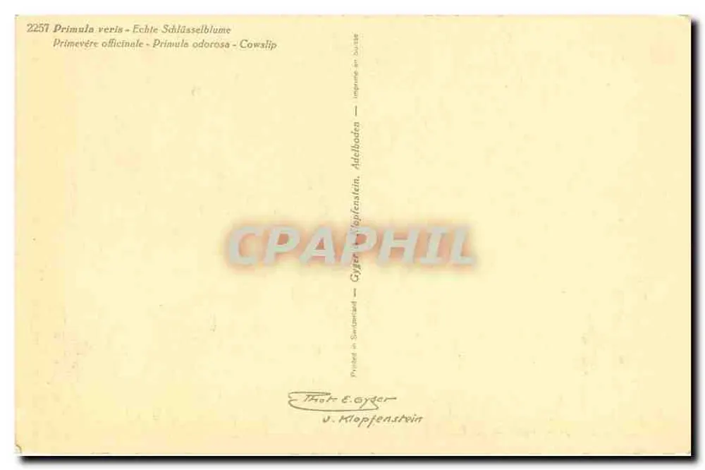 Primula veris — Echte Schlüsselblume — Gyger & Klopfenstein, n° 2257 - Verso