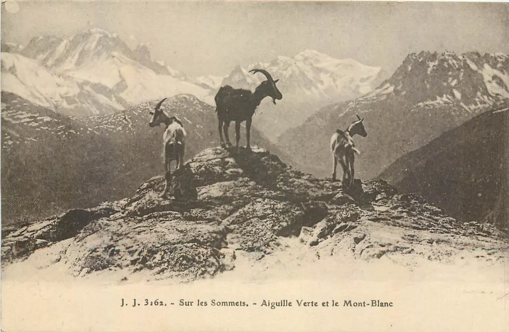 Auf den Gipfeln — Aiguille Verte und Mont-Blanc — J.J. 3162 - Vorderseite