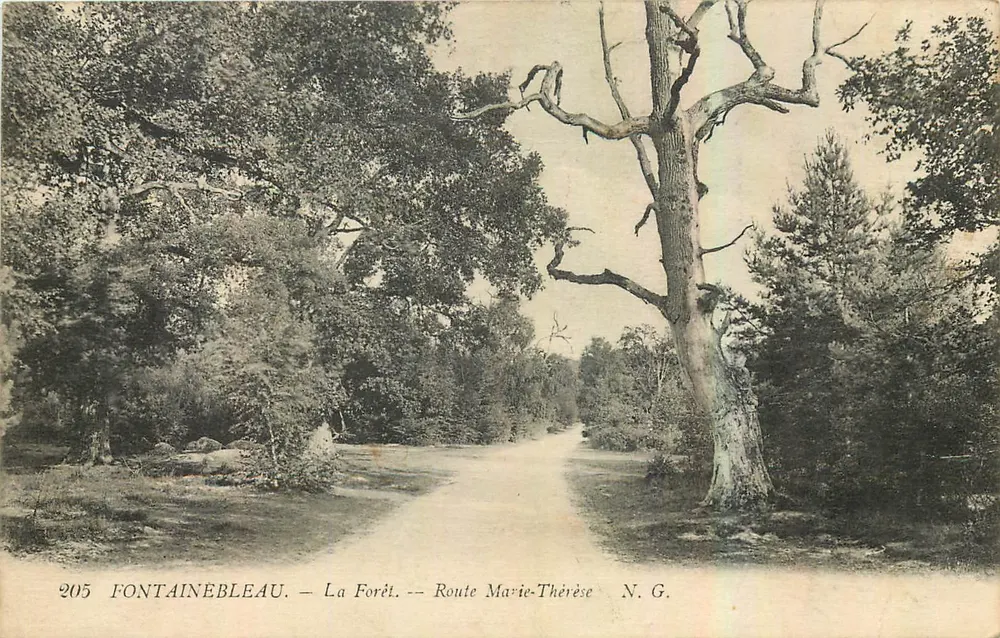 Fontainebleau — La Forêt — Route Marie-Thérèse — N.G. — N° 205 - Recto
