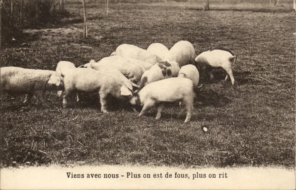 Schweine auf einem Feld — Komm mit uns - Je mehr, desto besser — Verlag und Seriennummer nicht lesbar - Vorderseite