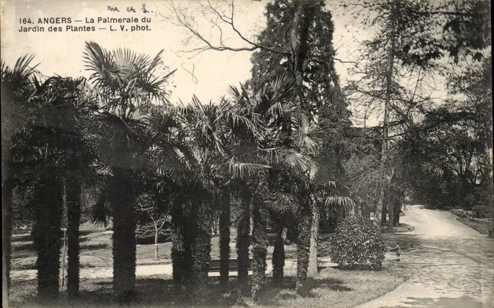 Angers — Die Palmenhain des Jardin des Plantes — L. V. phot. - Vorderseite