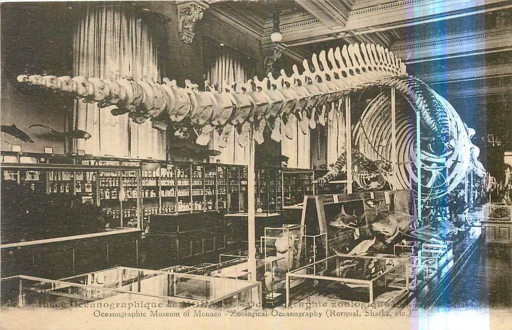 Musée Océanographique de Monaco — Zoologie (Rorquals, Requins, etc.) - Recto