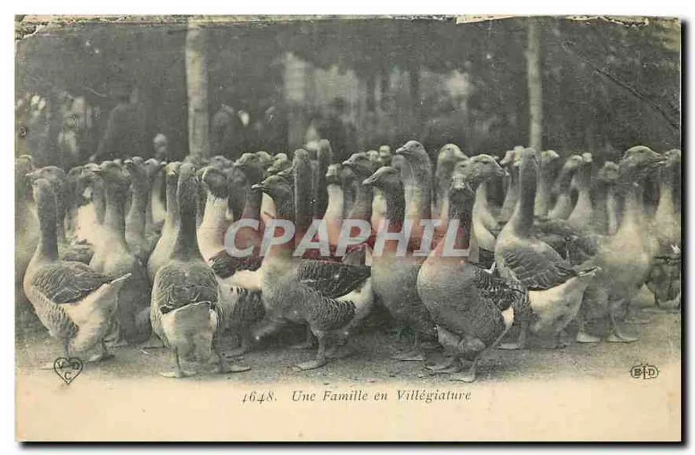 Eine Familie im Urlaub — Gruppenbild von Enten — Herausgeber B.D. n° 1648 - Vorderseite