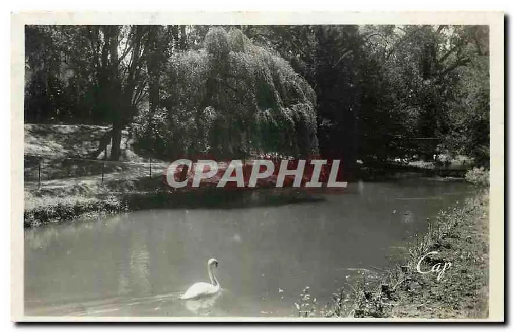 Schwan in einem Teich — Jardin du Jardin — Cap - Vorderseite