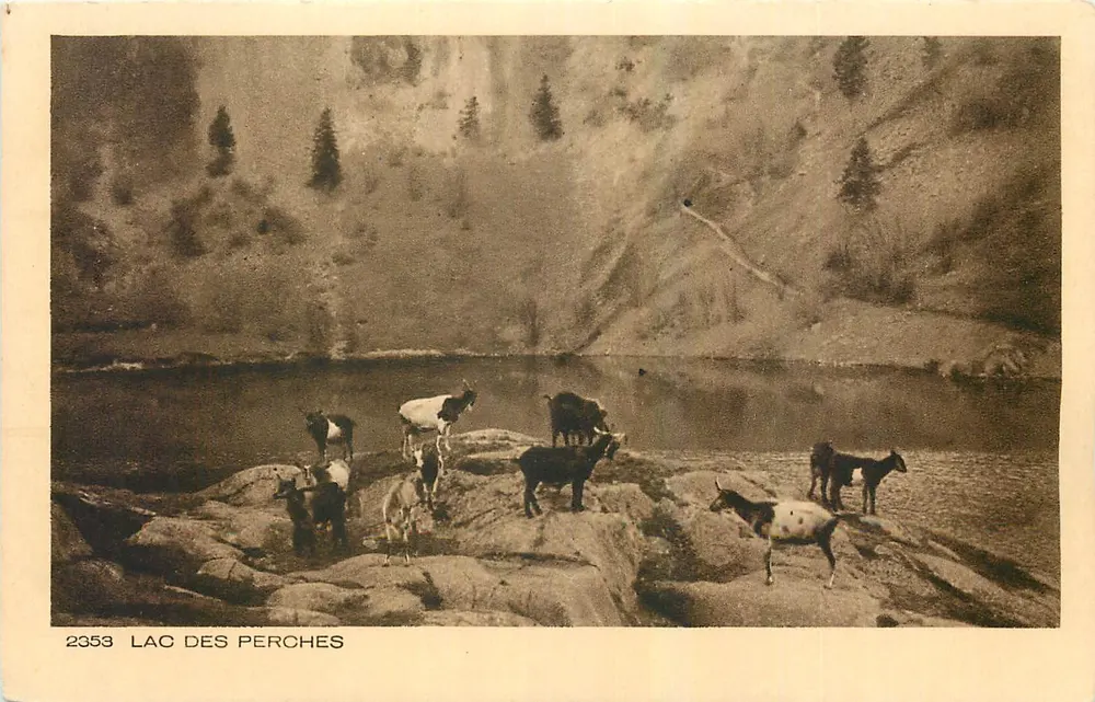 Lac des Perches — vues de montagne avec troupeau — série 2353, éditée par Braun & Cie - Recto