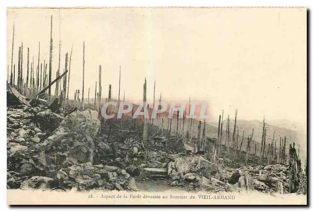 Foresta devastata in cima al Vieil-Armand — Cartolina postale n°28 — Edizione della Cantine del Vieil-Armand - Recto