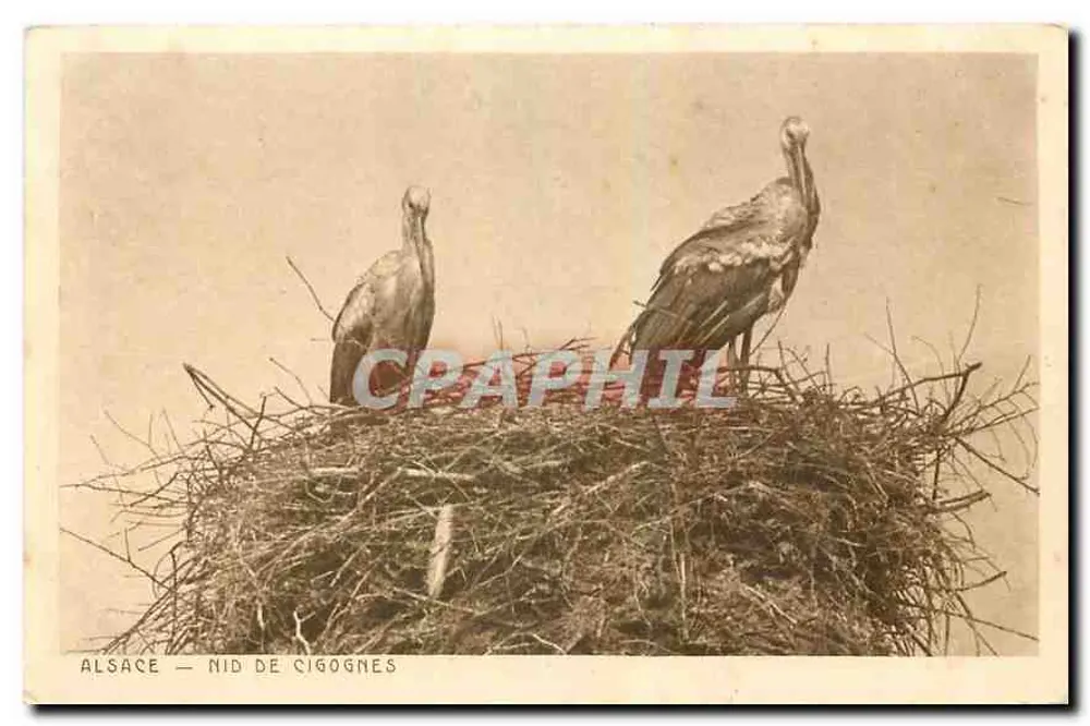 Alsace — Ninho de corujas — Braïn & Dornach H.-Rhin, édit. - Frente