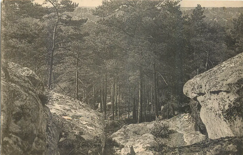 Floresta de pinheiros e rochedos — vista natural — Carta postal - Frente