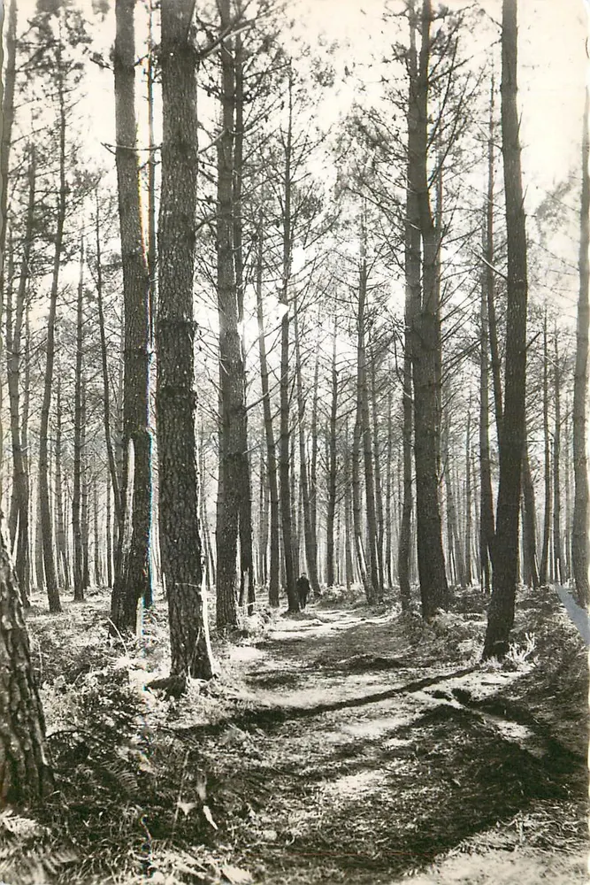 Pine Forest — Mimizan-Plage (Landes) — Éditions Maucis Van Eyk-Roulaux, Bordeaux - Front