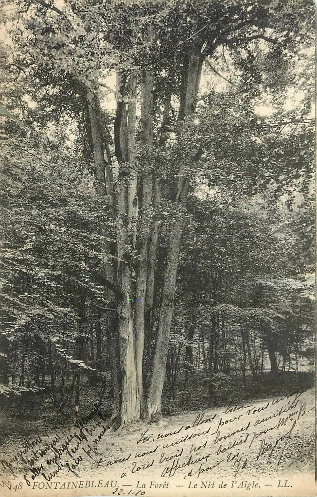 Fontainebleau — La Forêt — Le Nid de l'Aigle — LL. n° 748 - Recto