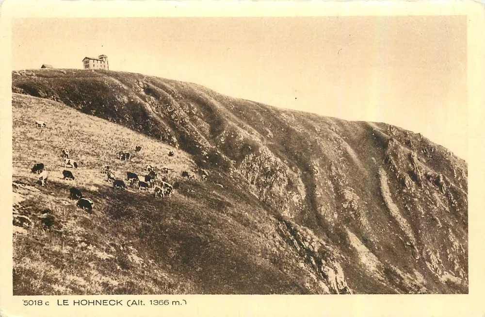 O Hohneck (Alt. 1366 m.) — vista da montanha com rebanho — série 5018, editor Braun & Cie - Frente
