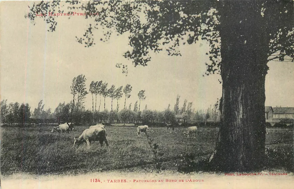 Tarbes - Paturage am Ufer des Adour — Foto. Labouché Fr. - Toulouse - Vorderseite