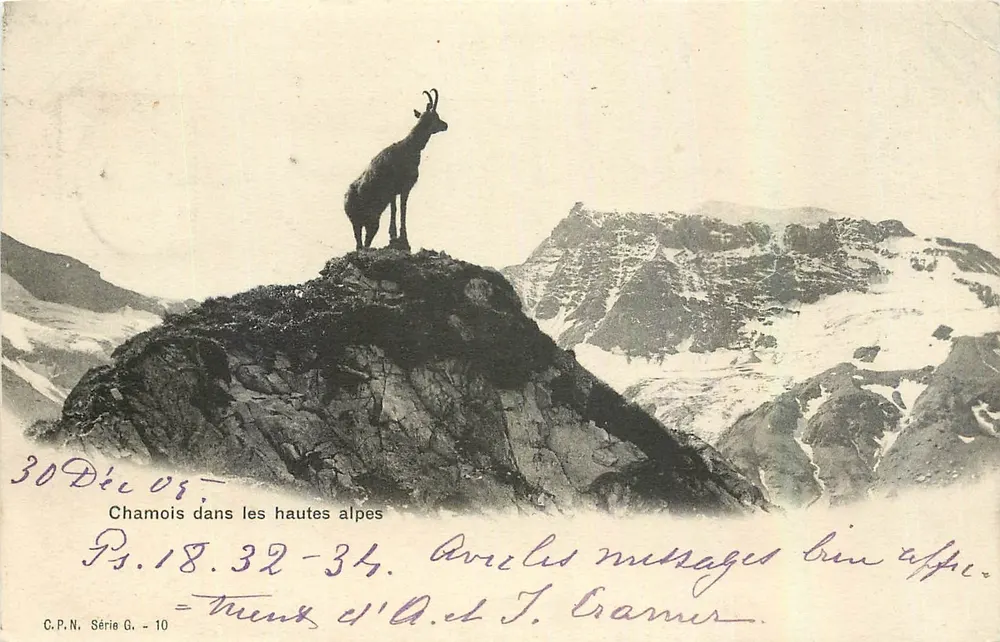 Chamois in the High Alps — C.P.N. Series G. - 10 - Front