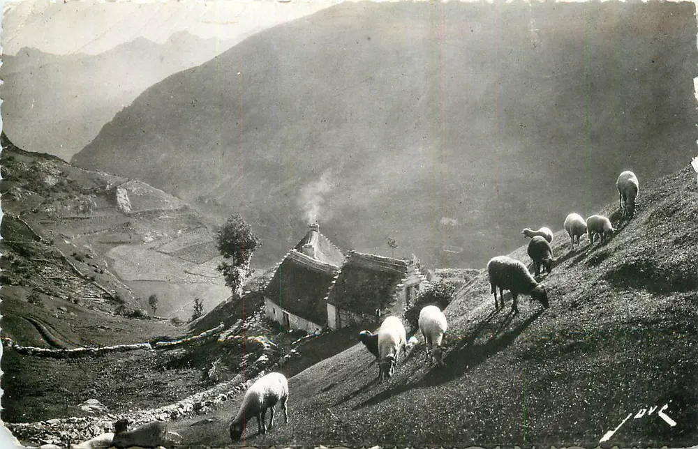 Paturage en haute montagne — Terroir Pyrénéen — Ed. JOVE, Pau (B.P.) - Vorderseite