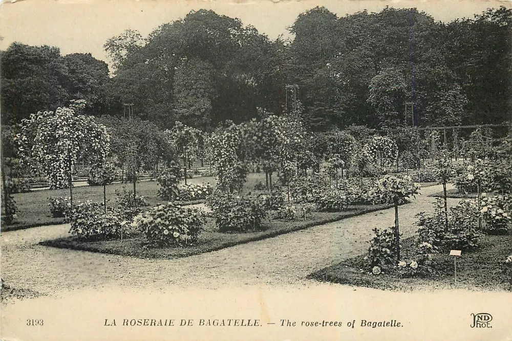 La Roseraie de Bagatelle — Os arbustos de rosas de Bagatelle — JND Fot. - Frente
