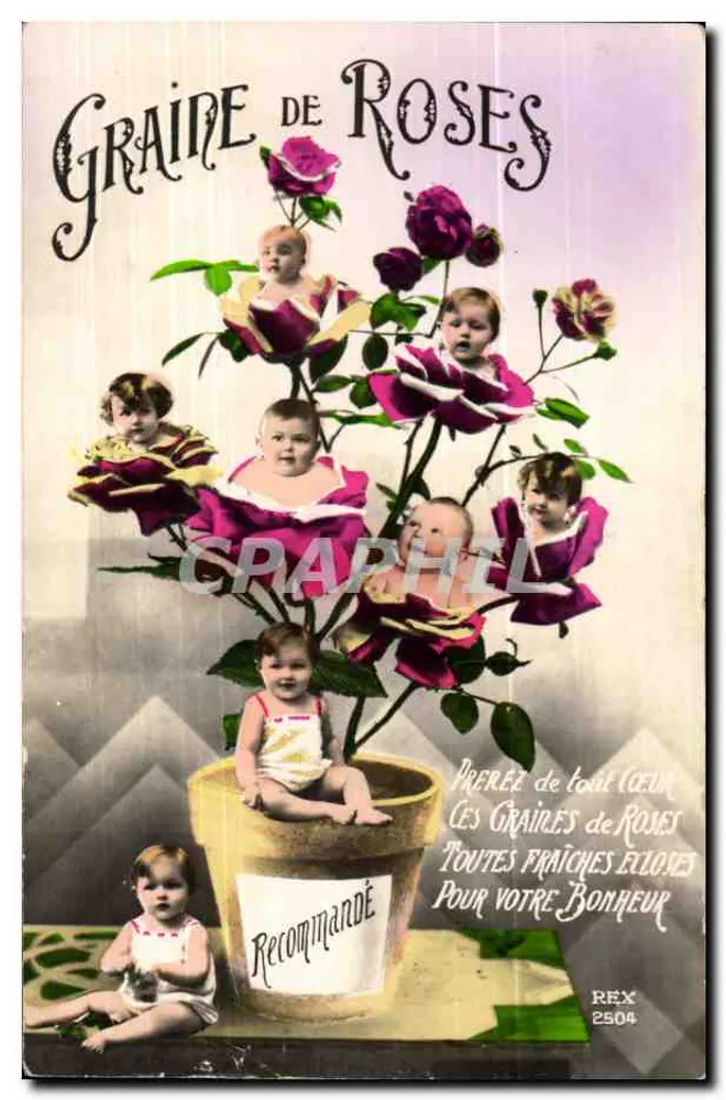 Graine de Roses — publicité pour graines de roses — éditeur REX n°2504 - Recto