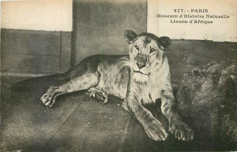 Afrikanische Löwin — Museum für Naturgeschichte — Serie 377 - Vorderseite