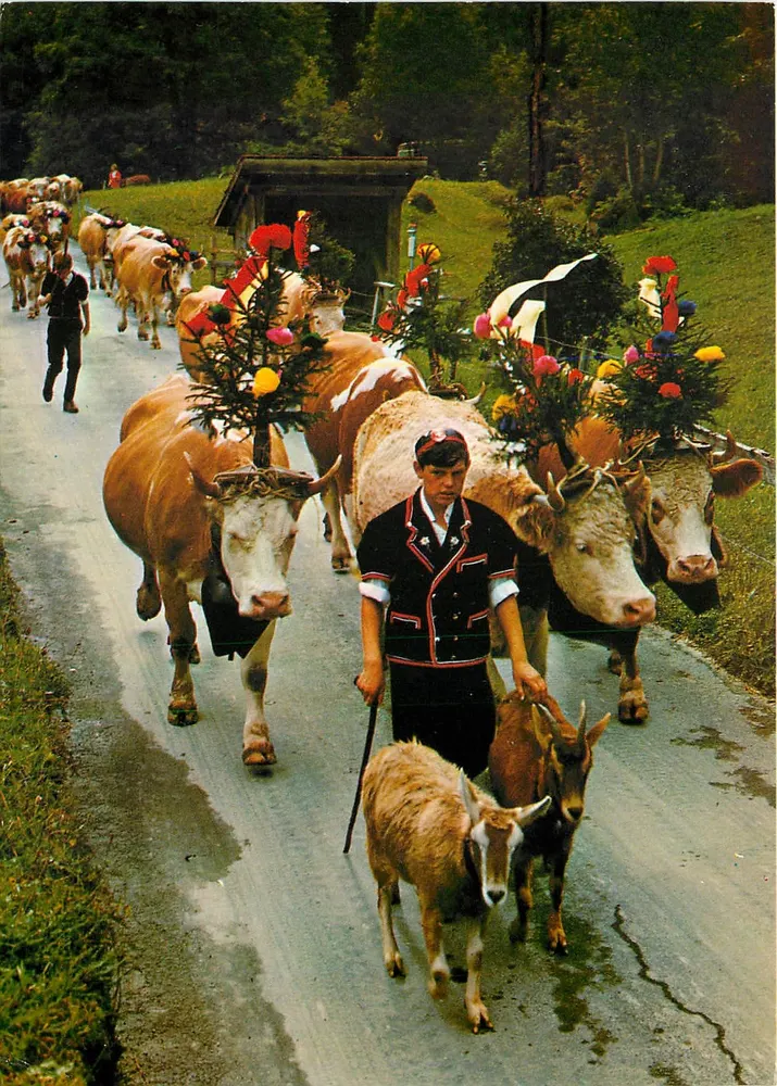 Procesja ozdobionych bydła — Alpy szwajcarskie — Fotografia G. Adelboden - Awers