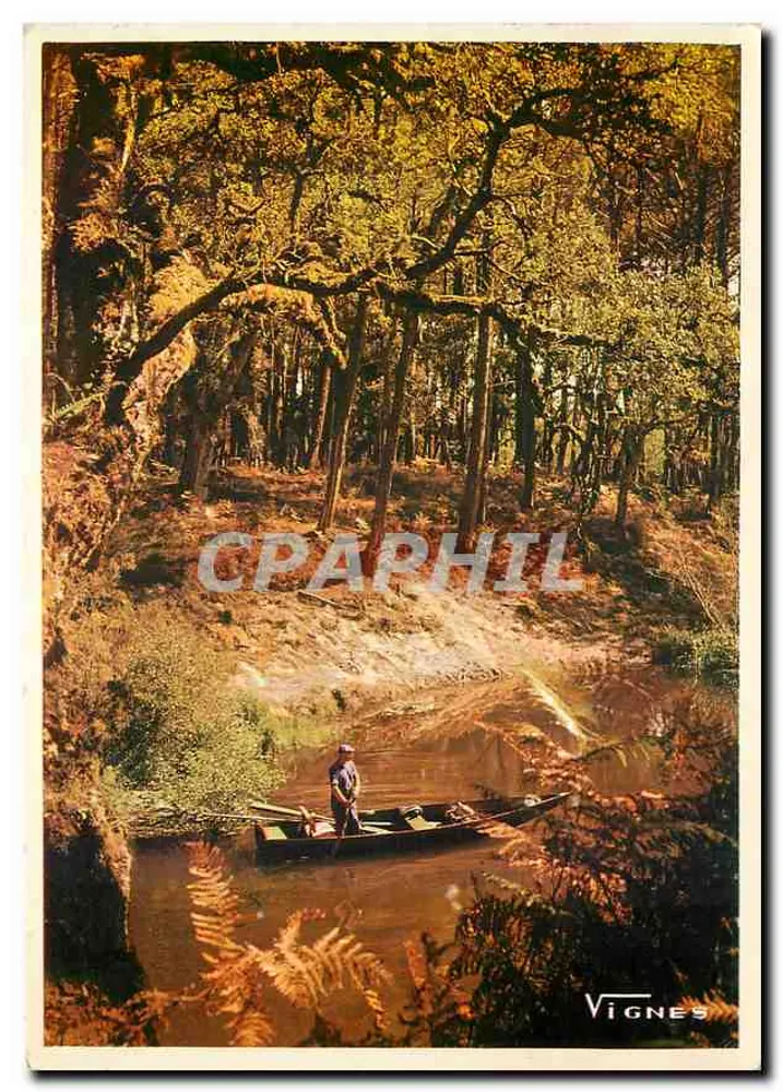Paysage des Landes — Bord de courant en forêt — Vignes - Recto
