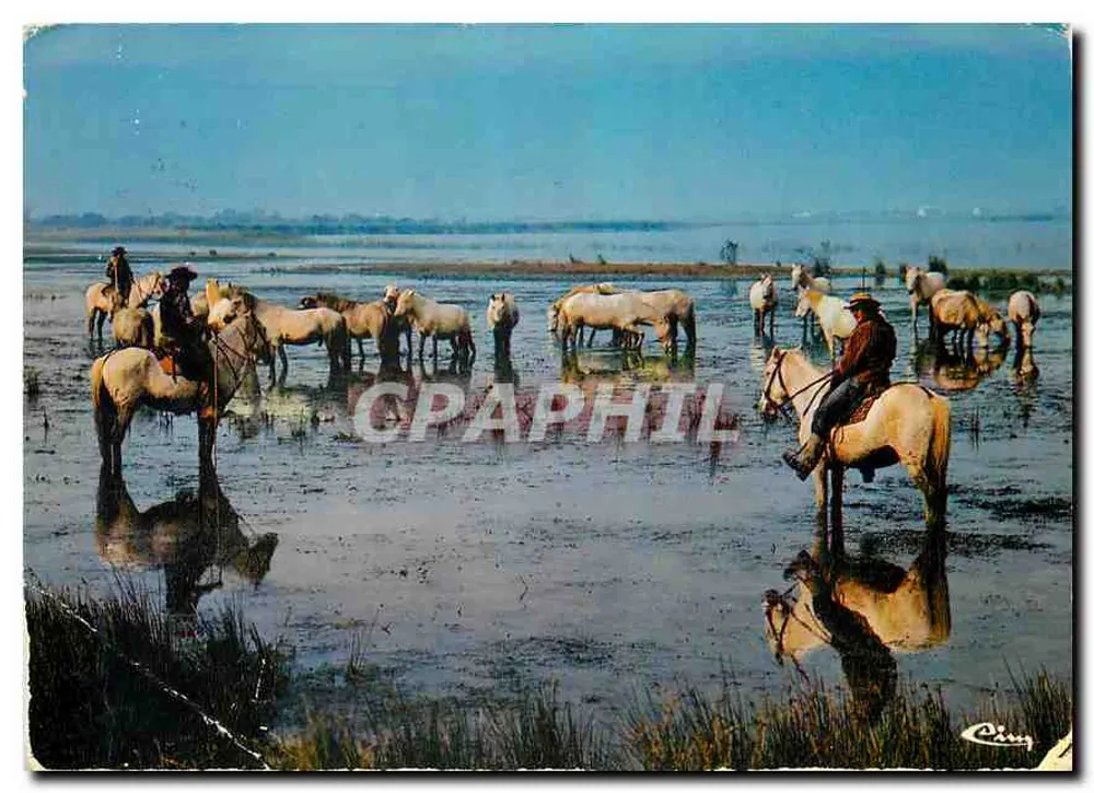 Camargue — scène de marécages avec cavaliers et chevaux — Imprimeur Combier (71, S.&L.) - Recto