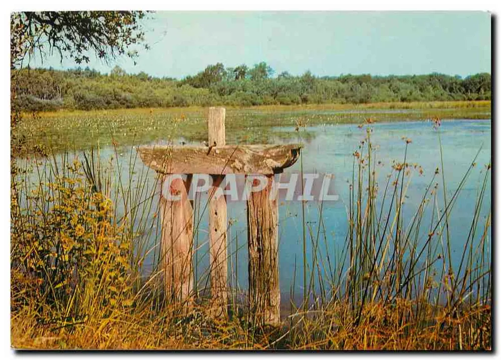 Um Lago na SOLOGNE — 981 — editor HARM'OR-LIGNEAU, Rue J. Lemoussard, 45100 Sainte-Hubert-la-Ruelle - Frente