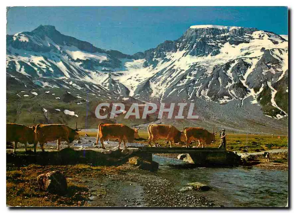 Alpaufzug Steghorn, Wildstrubel — Alpy szwajcarskie — wydawca Fot. E. Ayer, Adelboden - Awers